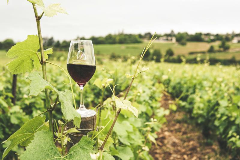 Winemaking 101: A Beginner’s Guide to Crafting Your Own Wine
